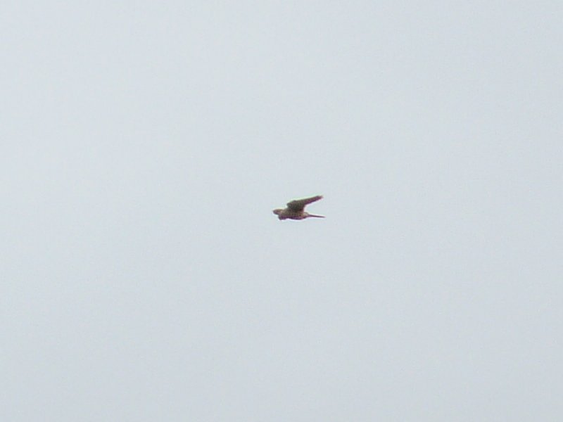 altra identificazione